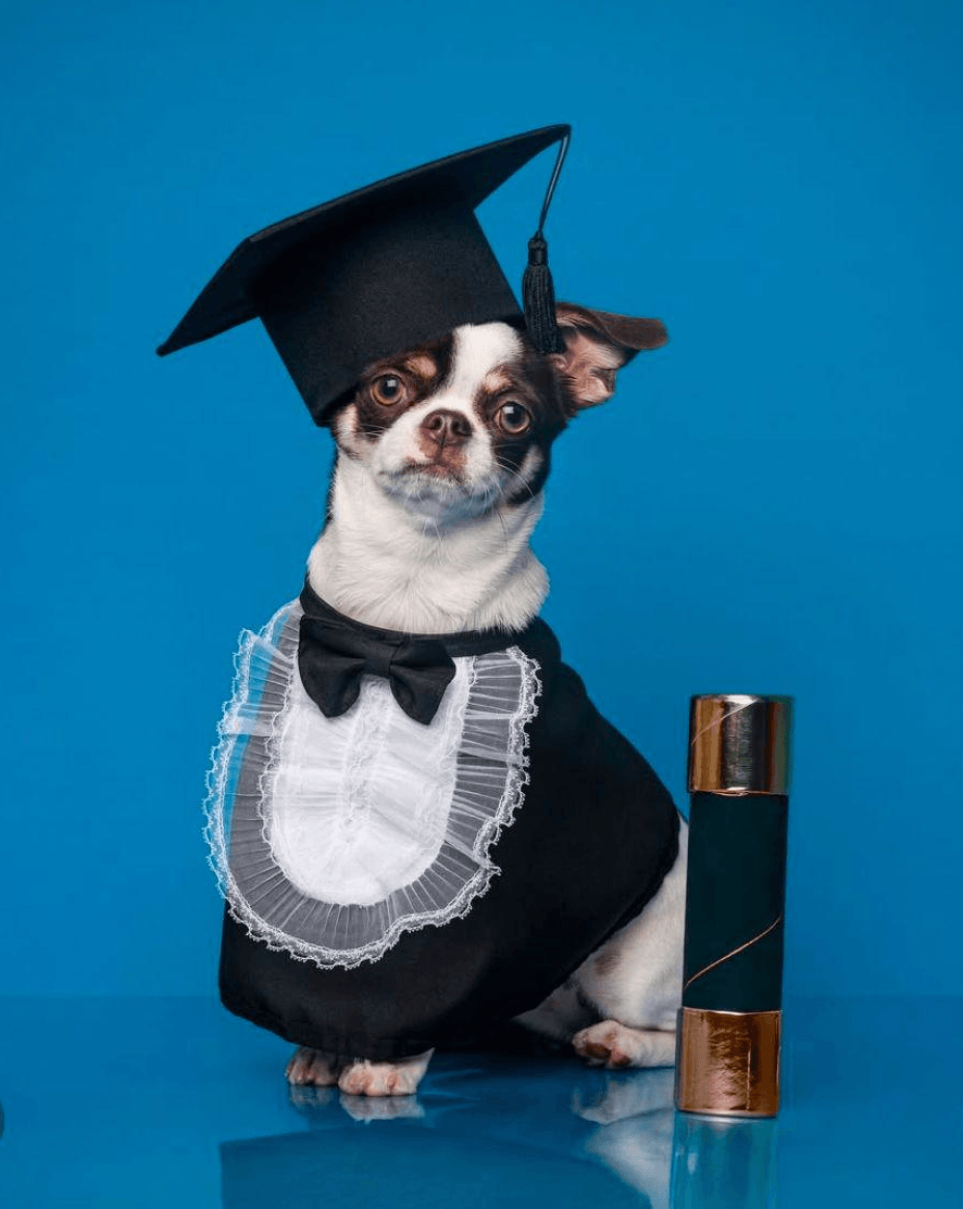 Foto do amigo de quatro patas